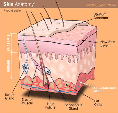 skin diagram